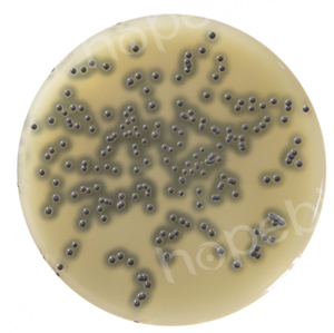 质控菌株在Baird-Parker琼脂培养基上的生长情况