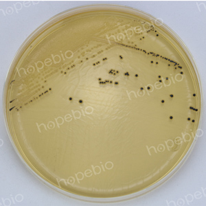 克罗诺杆菌显色-沙门氏菌ATCC14028