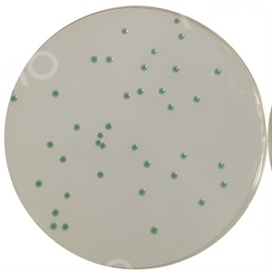 质控菌株在弧菌显色培养基（第二代）生长情况