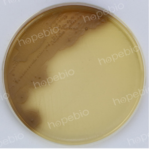 克罗诺杆菌显色-普通变形杆菌