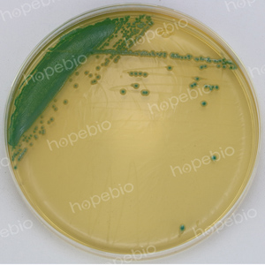 克罗诺杆菌显色-克罗诺杆菌ATCC29544