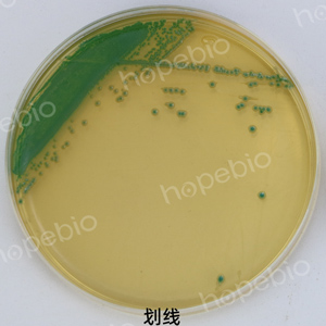克罗诺杆菌显色-克罗诺杆菌ATCC29544（划线和涂布）
