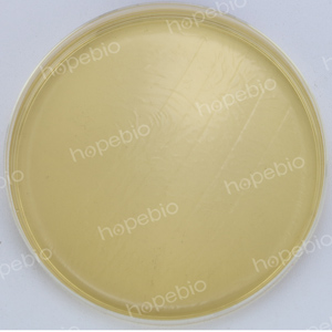 克罗诺杆菌显色-金黄色葡萄球菌ATCC25923